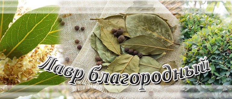 Желание на лавровом листе