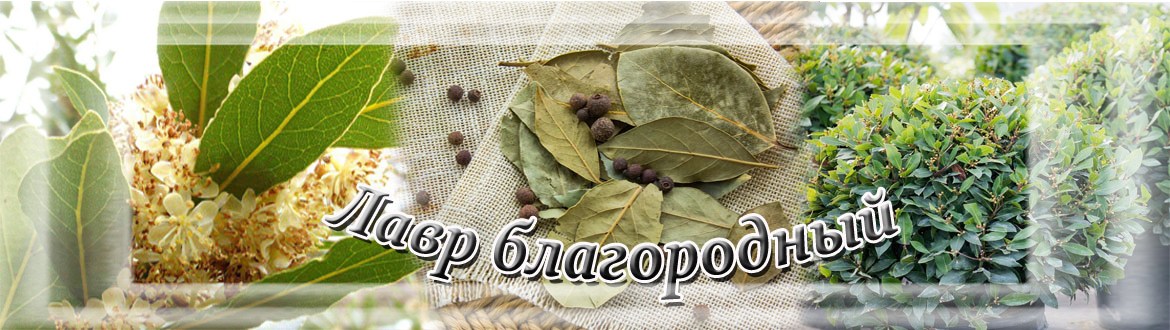 Желание на лавровом листе