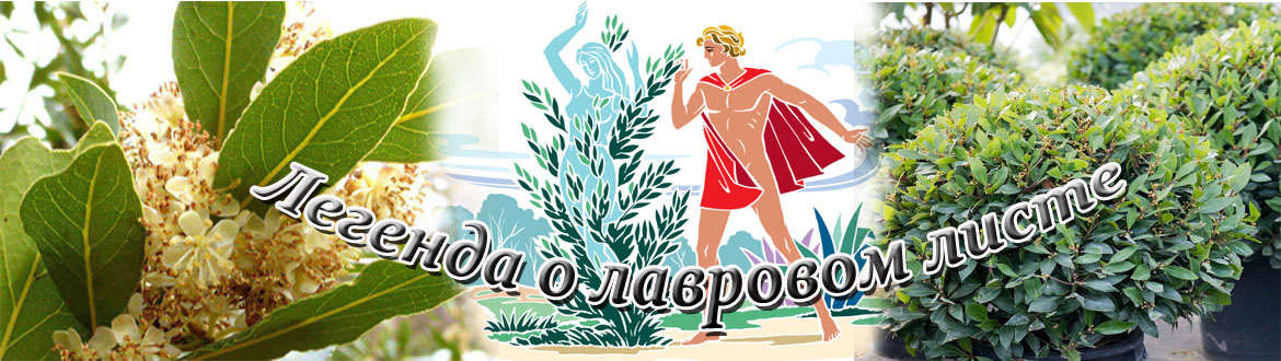 Желание на лавровом листе