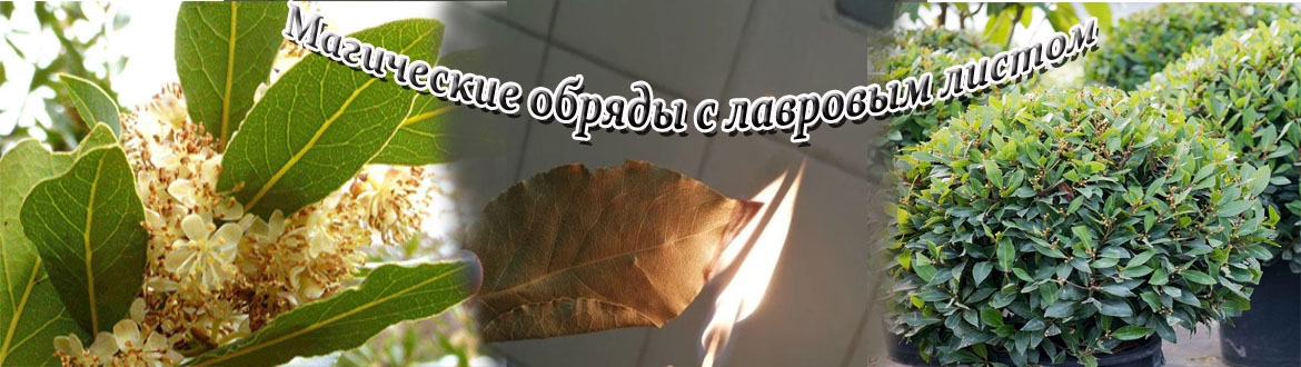 Обряды с лавровым листом